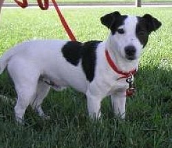 Black and white smooth coat jack russell