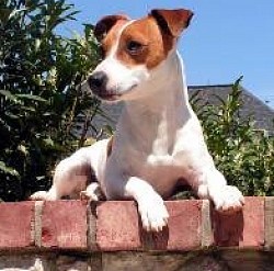 Tan and white shorty jack russell