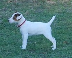 Tricolored Parson russell terrier