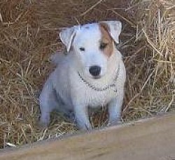 Tan and white shorty jack