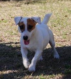Smooth coat jack russell