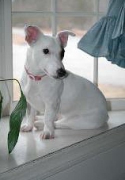 Irish jack russell