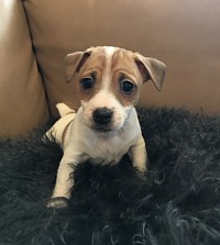 Jack Russell Terrier puppy