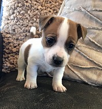 Jack Russell Terrier puppy