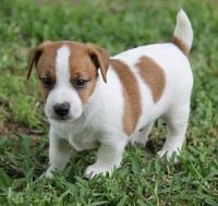 Jack Russell Terrier puppy