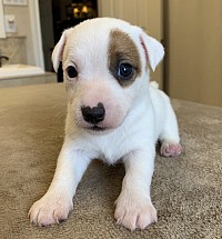 Rough coat Jack Russell Terrier