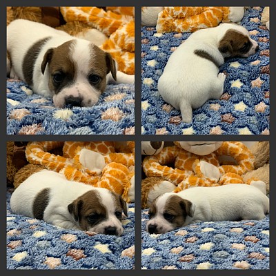 Jack Russell terrier puppies for sale