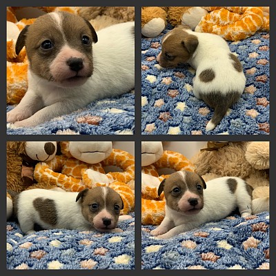 Shorty jack puppies in Texas