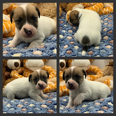 Puppies for sale in Texas