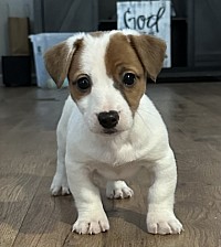 Parson Jack Russell Terrier puppies