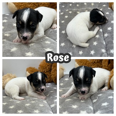 Jack Russell puppies Texas