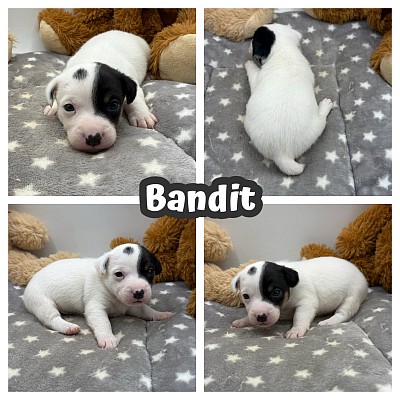 Jack Russell puppy puppies for sale near me
