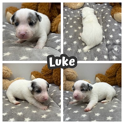 Jack Russell puppies puppy sale texas
