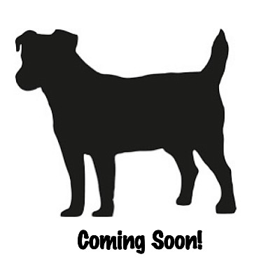 Jack Russell terrier puppy puppies sale texas