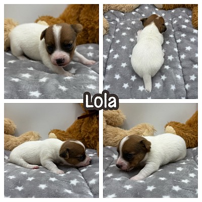Jack Russell terrier dog Houston Austin Dallas Fort Worth San antonio