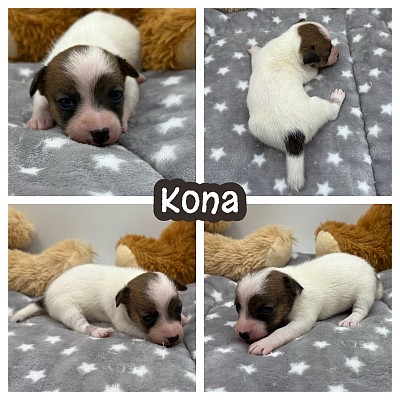 Jack Russell puppy puppies for sale near me