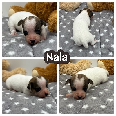 Jack Russell terrier puppy puppies sale texas
