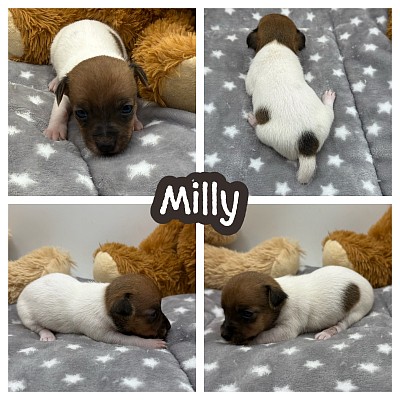 Jack Russell puppies Texas