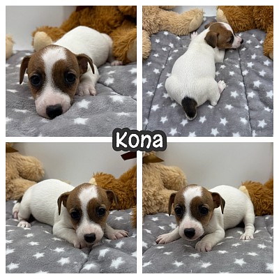 Jack Russell puppy puppies for sale near me