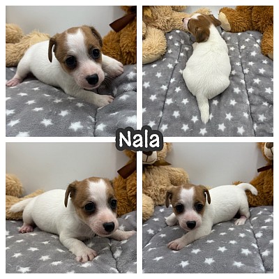 Jack Russell terrier puppy puppies sale texas