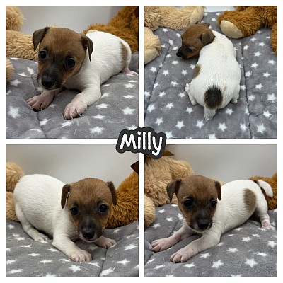 Jack Russell puppies Texas