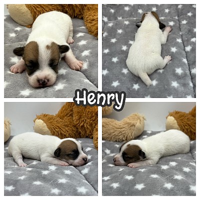 Jack Russell puppy puppies for sale Texas