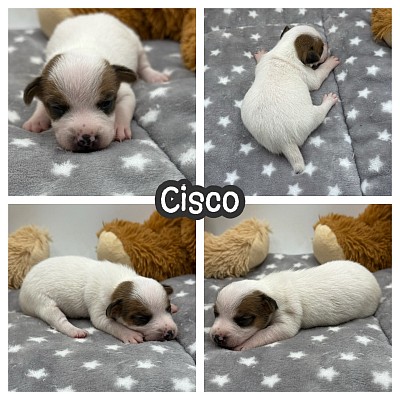 JRT puppy puppies for sale texas