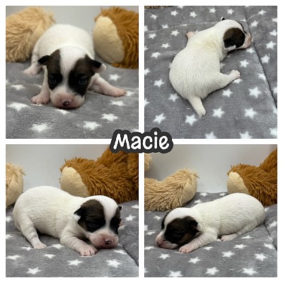 Jack Russell terrier breeder Texas