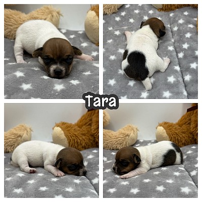 Jack Russell shorty shortie puppy near me