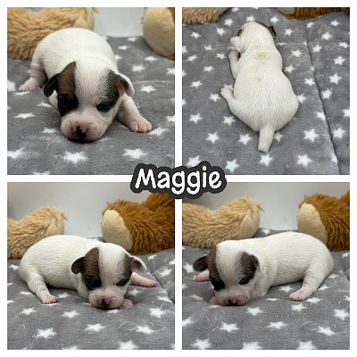 Russell terrier puppy puppies Fort Worth Dallas Austin Houston San Antonio