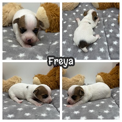 Russell terrier shorty shortie puppy puppies sale Texas breeder