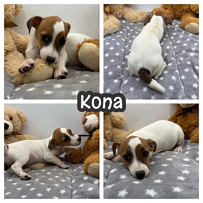 Jack Russell puppy puppies for sale near me