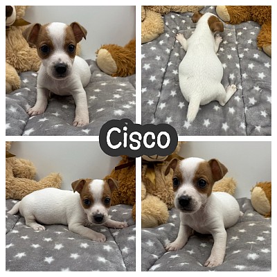 JRT puppy puppies for sale texas