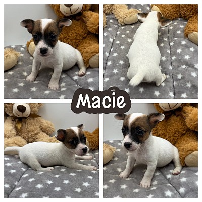 Jack Russell terrier breeder Texas