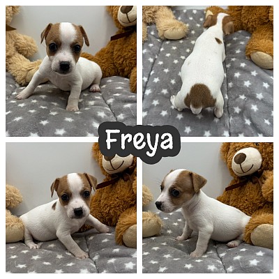 Russell terrier shorty shortie puppy puppies sale Texas breeder