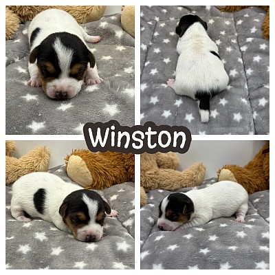 Jack Russell shorty puppy