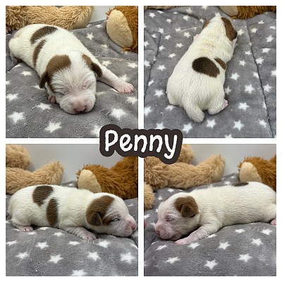 Jack Russell terrier puppy for sale texas