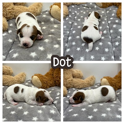 Jack Russell puppy for sale Texas Dallas Fort Worth austin
