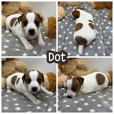 Jack Russell puppy for sale Texas Dallas Fort Worth austin