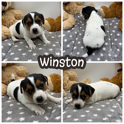 Jack Russell shorty puppy
