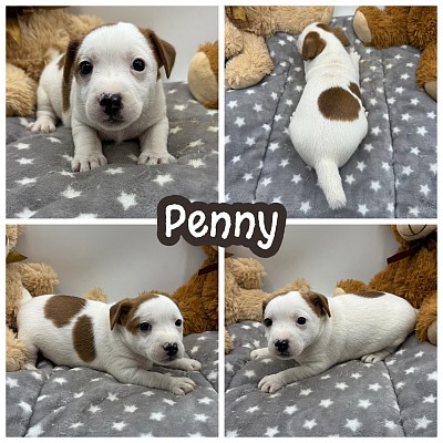 Jack Russell terrier puppy for sale texas