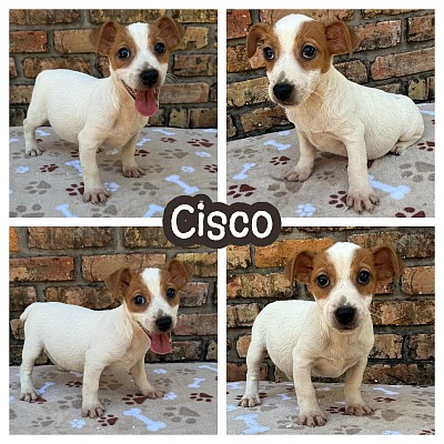 JRT puppy puppies for sale texas
