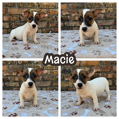 Jack Russell terrier breeder Texas