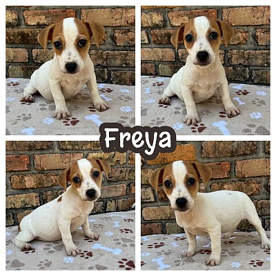 Russell terrier shorty shortie puppy puppies sale Texas breeder