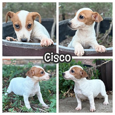 JRT puppy puppies for sale texas