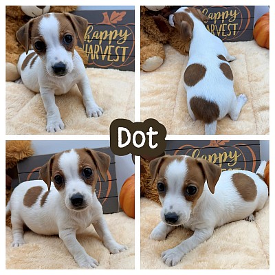 Jack Russell puppy for sale Texas Dallas Fort Worth austin