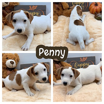 Jack Russell terrier puppy for sale texas