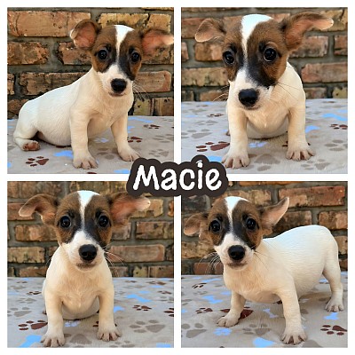 Jack Russell terrier breeder Texas