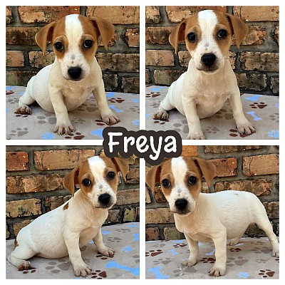 Russell terrier shorty shortie puppy puppies sale Texas breeder