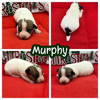 Jack Russell puppy for sale Texas Dallas Fort Worth austin